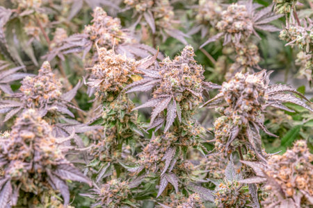 female blossom hemp cultivation technique Growing indoor bloom stage growth Medical