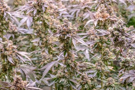 female blossom marijuana SoG Sea of Green net hemp cultivation technique Growing pot indoor bloom...