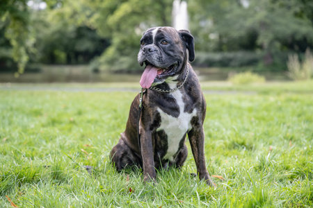 beautiful 3 years old purebred golden brown boxer dog puppy jumping playing outdoorの写真素材