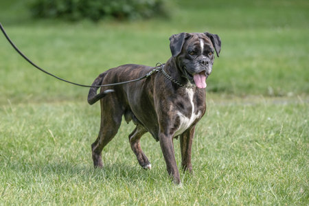 beautiful 3 years old purebred golden brown boxer dog puppy jumping playing outdoorの写真素材