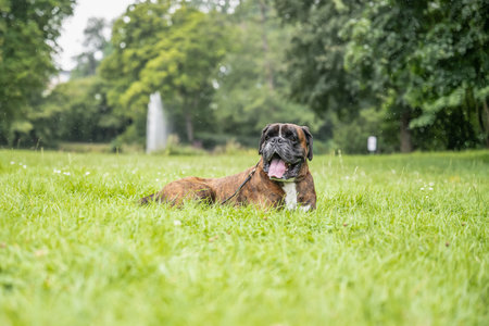 beautiful 3 years old purebred golden brown boxer dog puppy playing outdoorの写真素材