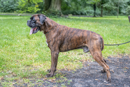 beautiful 3 years old purebred golden brown german boxer dog puppy jumping playing outdoor shootingの写真素材