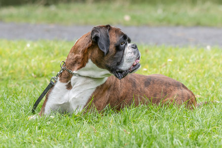 beautiful 3 years old purebred golden brown german boxer dog puppy jumping playing outdoor shootingの写真素材