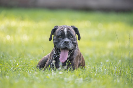 beautiful 3 years old purebred golden brown boxer dog puppy playing outdoorの写真素材