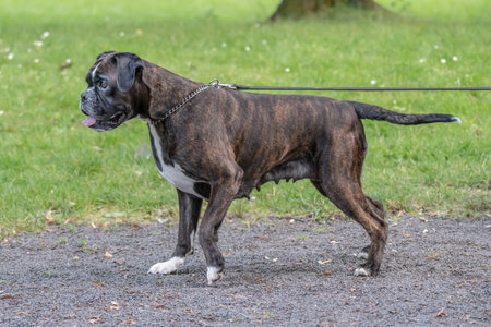 beautiful 3 years old purebred golden brown boxer dog puppy playing outdoorの写真素材