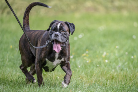 beautiful 3 years old purebred golden brown boxer dog puppy jumping playing outdoorの写真素材