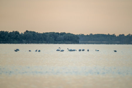 Flamingoes at dawn pastel colors in middle of water pond Biguglia in Corsica near Bastia Tall grasses on the backgroundの写真素材