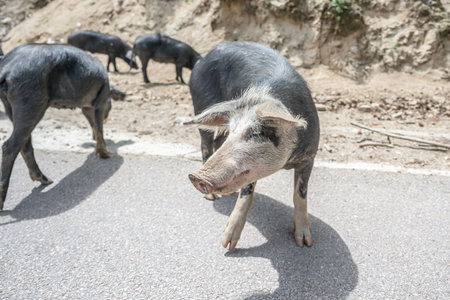 cute wildlife Nustral pigs in countryside, Evisa, Corsica, France. Porcu nustrale in Corse outdoor...