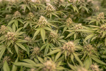 female blossom marijuana SoG Sea of Green net hemp cultivation technique Growing pot indoor bloom...