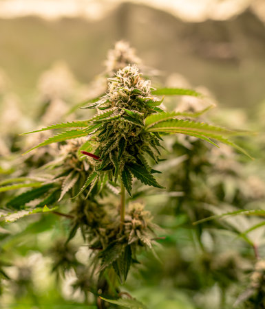 female blossom marijuana SoG Sea of Green net hemp cultivation technique Growing pot indoor bloom...