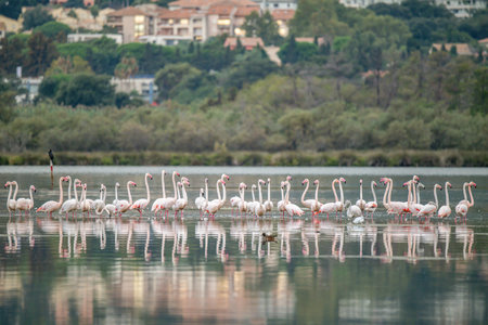 Flamingoes at dawn pastel colors in middle of water pond Biguglia in Corsica near Bastia Tall grasses on the backgroundの写真素材