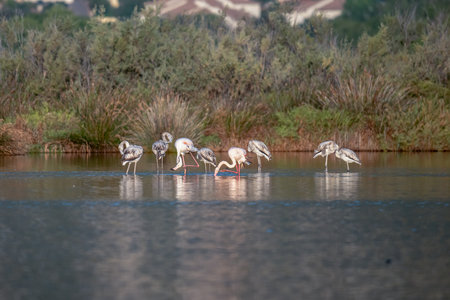 Young baby Flamingo pastel colors in middle of water pond Biguglia in Corsica near Bastia Tall grasses on the backgroundの写真素材