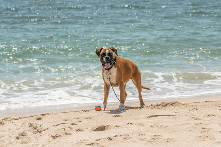 Dog playing ball at Corsica France sand Beach boats mountain village Tourism conceptの写真素材