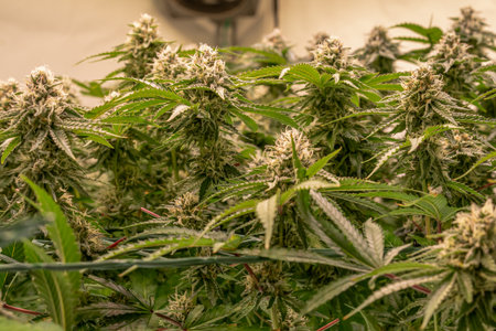 female blossom marijuana SoG Sea of Green net hemp cultivation technique Growing pot indoor bloom...