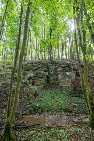 Beautiful green forest Hiking path with Sandstone chalk rock formations in Berdorf Mullerthal Luxembourgの写真素材