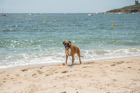 Boxer dog playing ball at Golf Sagone Corsica France beautiful sand Beach boats mountain village Tourism conceptの写真素材