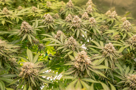 female blossom marijuana SoG Sea of Green net hemp cultivation technique Growing pot indoor bloom stage growth Medicalの写真素材