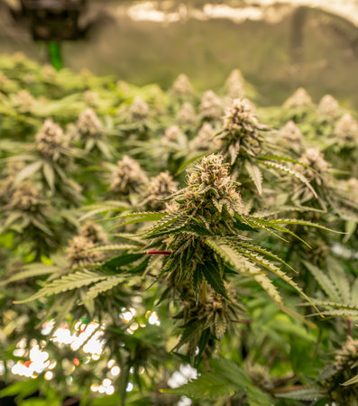 female blossom hemp cultivation technique Growing indoor bloom stage growth Medicalの写真素材