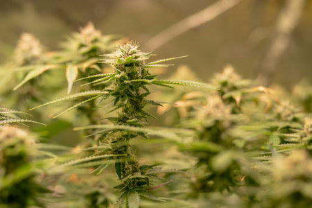 female blossom hemp cultivation technique Growing pot indoor bloom stage growth Medical