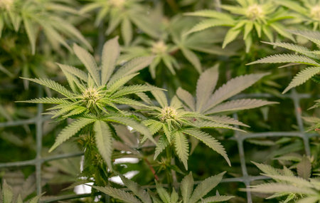 female early blossom marijuana SoG Sea of Green net hemp cultivation technique Growing pot indoor...