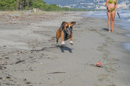 German Boxer Dog playing ball at Golf Sagone Corsica France beautiful sand Beach boats mountain village Tourism conceptの写真素材