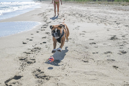 Boxer Dog plyaing ball at Corsica France beautyful sand Beach boats mountain village Tourism conceptの写真素材
