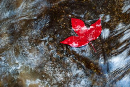 Maple leaf in the waterの写真素材
