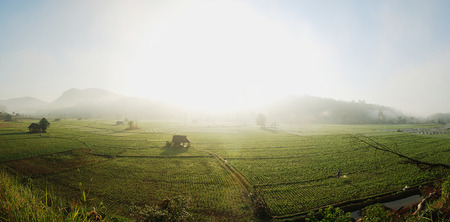 Panorama Bean Fieldsの写真素材