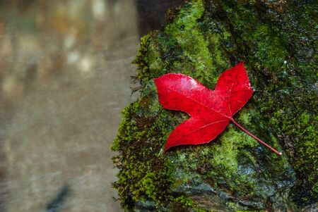 Maple leaf in the waterの写真素材