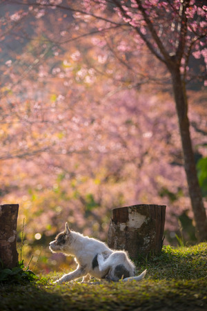 The little dog and Pink Cherry blossom at Khun Chang Kian the most popular place for Cherry blossom viewing in Chiang Mai Thailandの写真素材