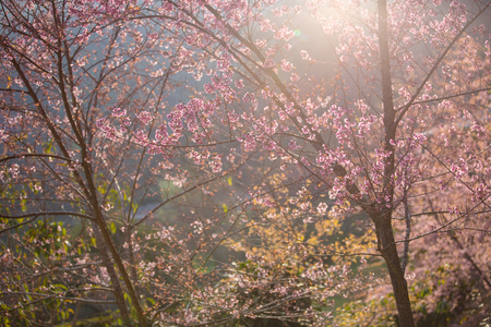 Row of Pink Cherry blossom Wild Himalayan cherry at Khun Chang Kian the most popular place for Cherry blossom viewing in Chiang Mai Thailandの写真素材