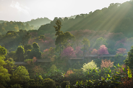 Row of Pink Cherry blossom Wild Himalayan cherry at Khun Chang Kian the most popular place for Cherry blossom viewing in Chiang Mai Thailandの写真素材