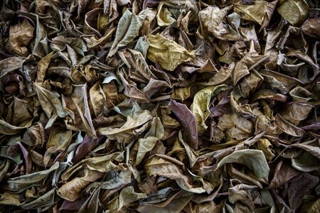 Dry leaves autumn backgroundの写真素材