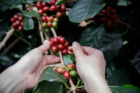 Close up hand picking coffee red beans on coffee treeの写真素材