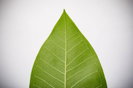 Skeletons and Texture of green leaf with water drop for background macro shot isolate on white...