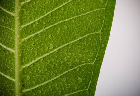 Skeletons and Texture of green leaf with water drop for background macro shot isolate on white...