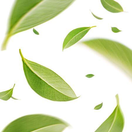 Flying whirl green tea leaves in the air, Healthy products by organic natural ingredients concept, Studio shot isolated on white backgroundの写真素材