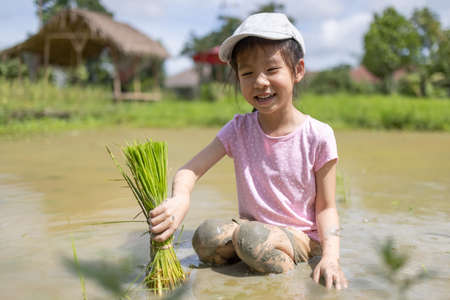 Asian cute little girl learn transplant rice seedlings  in rice field.の写真素材