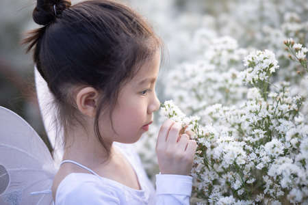 Cute little girl smelling flowers and wear a magic ballet fairy costume in beautiful white of margaret flowers field.の写真素材