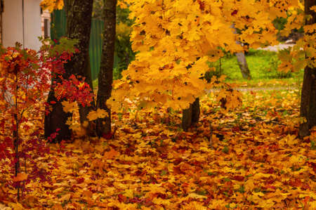 Golden autumn, many fallen yellow and red leaves.Trees in yellow and red foliage.