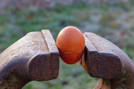 Chicken eggs are pressed by a bench vise.の写真素材