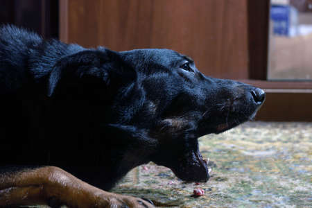 A black dog a shepherd gnaws a bone appetizingly.の写真素材