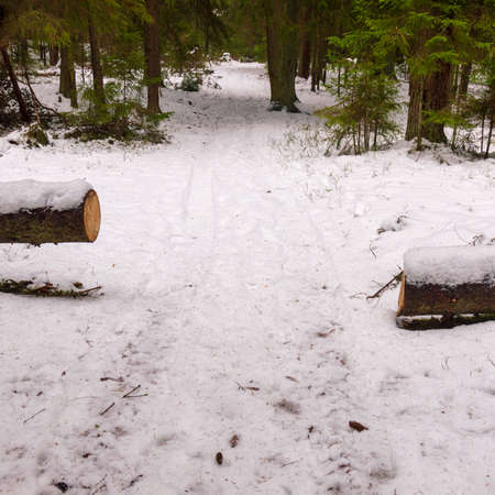 Forest winter road freed from fallen pine.の写真素材