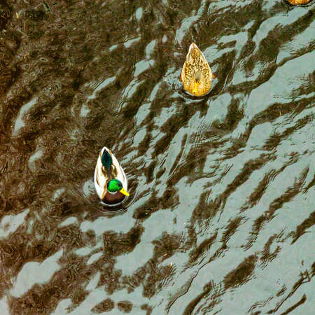 Ducks and Drakes in the pond of a city park.の写真素材