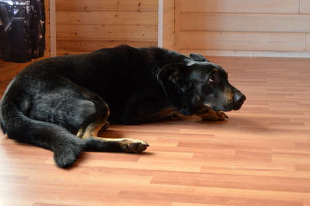 The black dog lies in the room on the floor.の写真素材