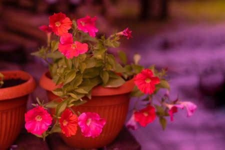Blooming petunia flowers in a brown pot in pink colors.の写真素材