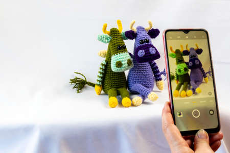 A woman photographs 2 amigurumi bulls on a smartphone.の写真素材