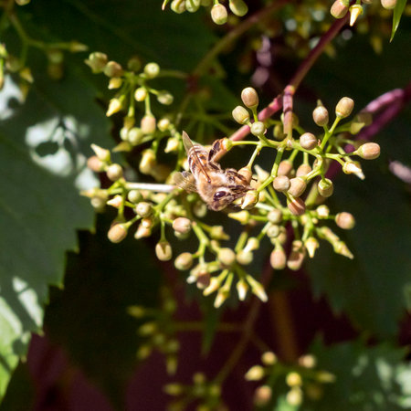 Bees collect pollen from wild grape flowers.の写真素材