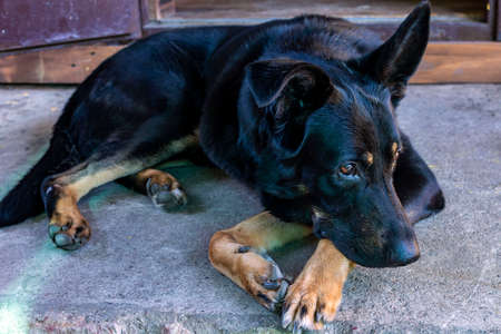 The black dog lies on the porch. He was thinking about something.の写真素材