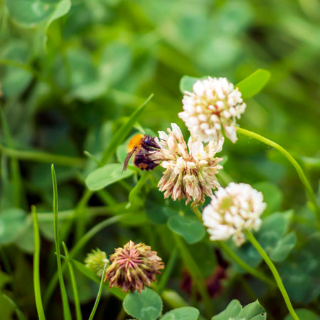Bumblebee collects pollen from yellow flowers and clover in summer day.の写真素材